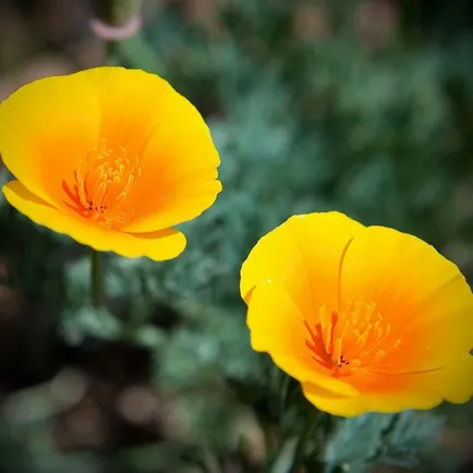 vizionări Eschscholzia foto și grădinari sfaturi de ingrijire (2017)