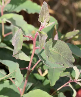 Eucalyptus terem - szobanövények