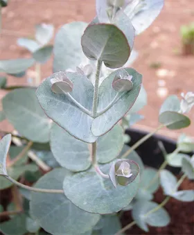 Eucalyptus terem - szobanövények