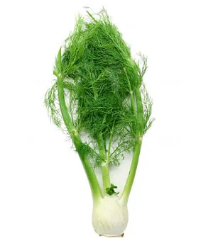 Fennel - proprietăți utile, cultivare, îngrijire