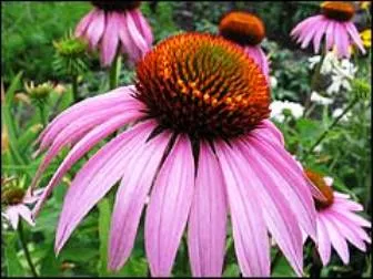 Echinacea gyógyszer virág - kertek Szibériában