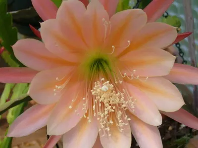 Fillokaktus (cactus, orhidee, Epiphyllym Hybrid) fotografii și îngrijire