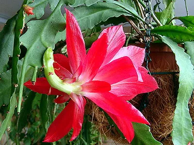 Fillokaktus (cactus, orhidee, Epiphyllym Hybrid) fotografii și îngrijire