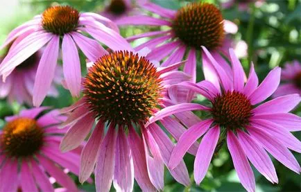 Echinacea gyűjtése és előkészítése - a hasznos termékek tulajdonságait és növény - egészségügyi és szépségápolási - kis dolgok