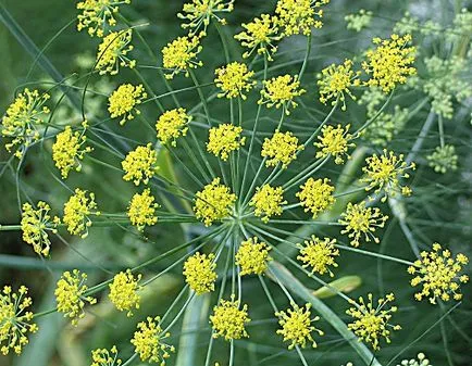 Fennel - proprietăți utile, cultivare, îngrijire