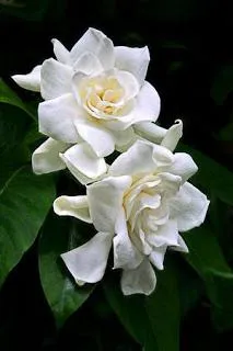 Gardenia - floare de iasomie pentru acasă