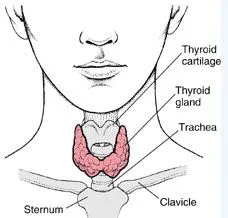 Funcția tiroidiană în organism