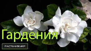 Гардения грижи в дома, снимки, видовете