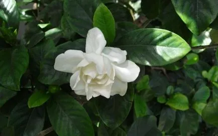 Gardenia - floare de iasomie pentru acasă