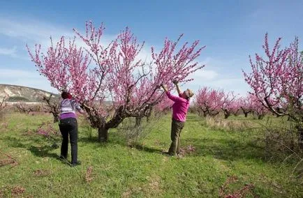 Formarea coroana de răsaduri de piersici, copac matur, un tufiș, o ceașcă, altele, foto, video