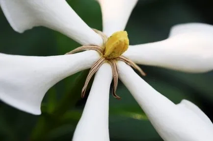 Gardenia ellátás az otthoni, fotók, faj