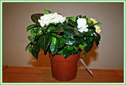 Gardenia (Gardenia)