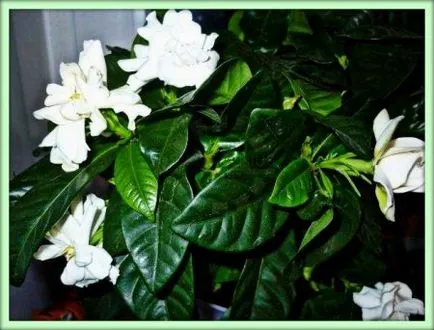 Gardenia (Gardenia)