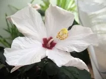 Hibiscus (Китай нарасна)