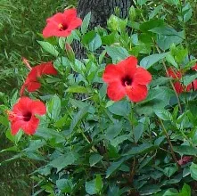 Hibiscus (Китай нарасна)