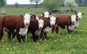 Херефорд крави - най-добрият мрамор месо; Неговата къща в село