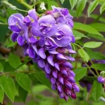 Wisteria как да се грижи за отлично лози