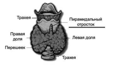 Когато е на щитовидната жлеза, неговата структура, тегло, размери