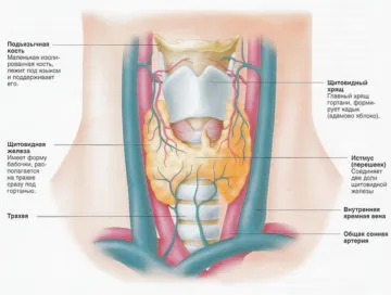 Когато е на щитовидната жлеза, неговата структура, тегло, размери