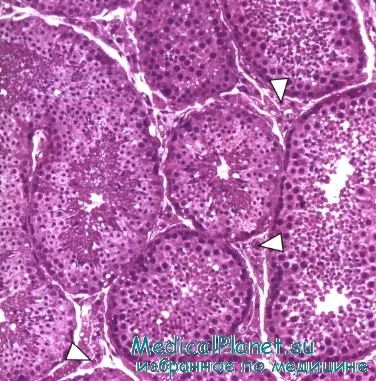 Histologie testiculelor