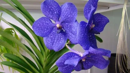 Kék orchidea jellemzők, minőség és ajánlások szokatlan növényápolás