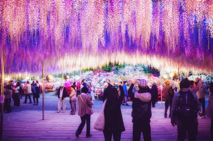 Wisteria (culori foto) - sfaturi, secrete, sfaturi