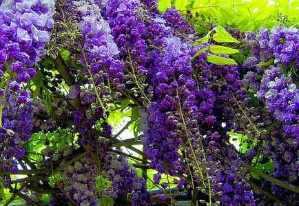 отглеждане Wisteria, сортове