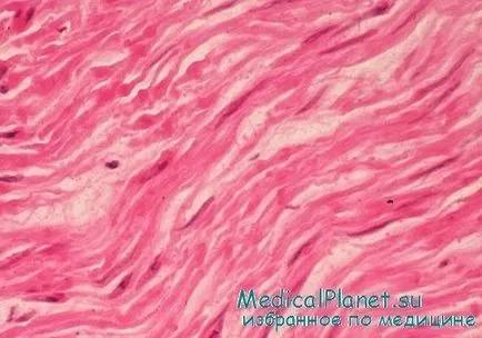 Structura țesutului muscular neted, histologie