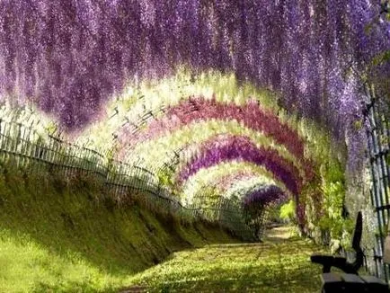 Wisteria, hogyan kell vigyázni a kiváló szőlő