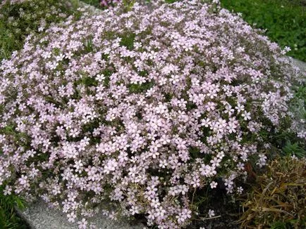 Gypsophila de plantare perene și de îngrijire, fotografie