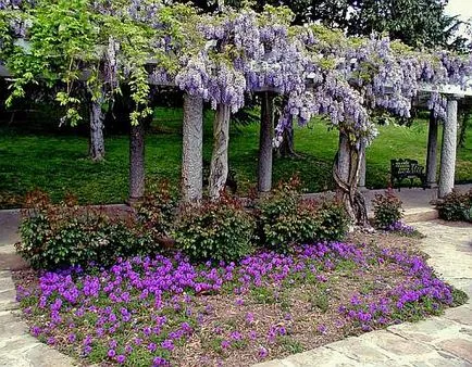 cultivarea Wisteria, soiurile