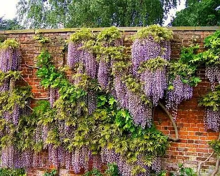 cultivarea Wisteria, soiurile