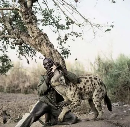 Hienele și alte animale de companie pe viața de zi cu zi a nigeriene stivuitoare