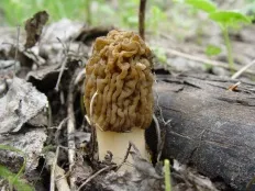 Morel гъбички (лат Morchella)