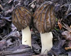 fungi Morel (lat morchella)