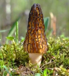 Morel gombák (lat morchella)