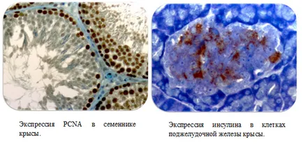 histologie Group și grupul Pathomorphology de institute de cercetare