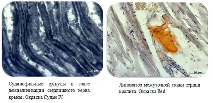 Csoport szövettani és pathologia csoport kutatóintézetek