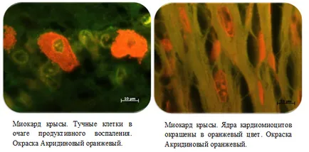 histologie Group și grupul Pathomorphology de institute de cercetare