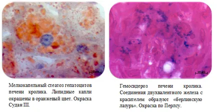 Csoport szövettani és pathologia csoport kutatóintézetek