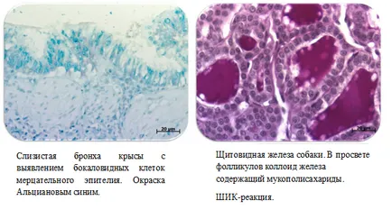 histologie Group și grupul Pathomorphology de institute de cercetare