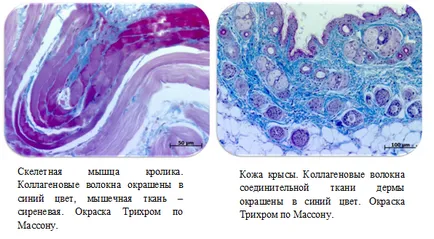 histologie Group și grupul Pathomorphology de institute de cercetare