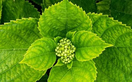 macrophylla hortensie (grădina) - varietatea, fotografie, plantarea și îngrijirea