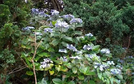 macrophylla hortensie (grădina) - varietatea, fotografie, plantarea și îngrijirea