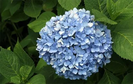 macrophylla hortensie (grădina) - varietatea, fotografie, plantarea și îngrijirea