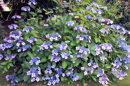 macrophylla hortensie (grădina) - varietatea, fotografie, plantarea și îngrijirea