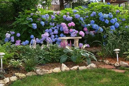 Hortensie în grădină