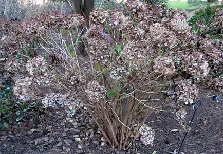 macrophylla hortensie (grădina) - varietatea, fotografie, plantarea și îngrijirea