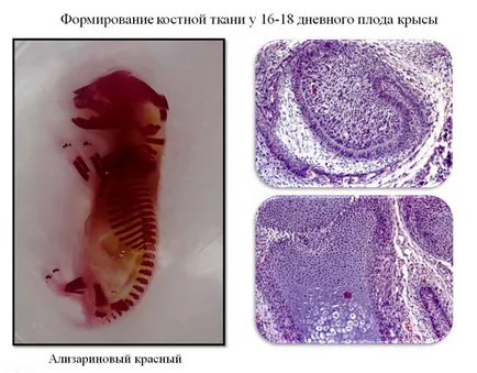 Csoport szövettani és pathologia csoport kutatóintézetek