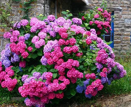 Hortensie în grădină